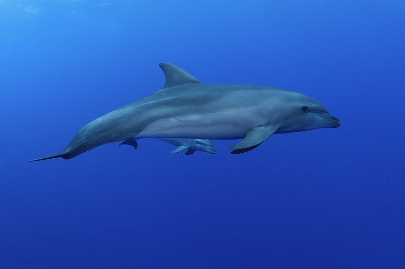Bird flu alarm sounds again: Florida dolphins found infected