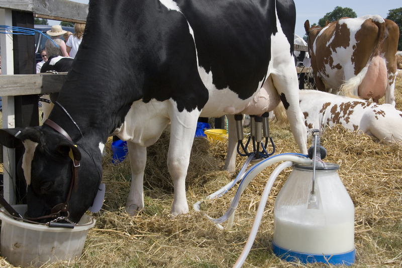美國官方：避免食用生牛奶以降低禽流感風險