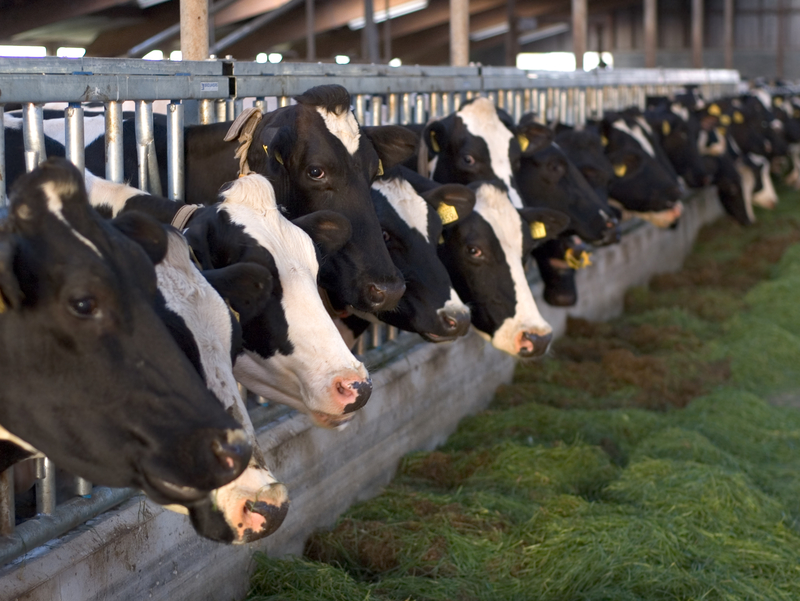 美国出现第二例与乳牛有关的人类禽流感病例