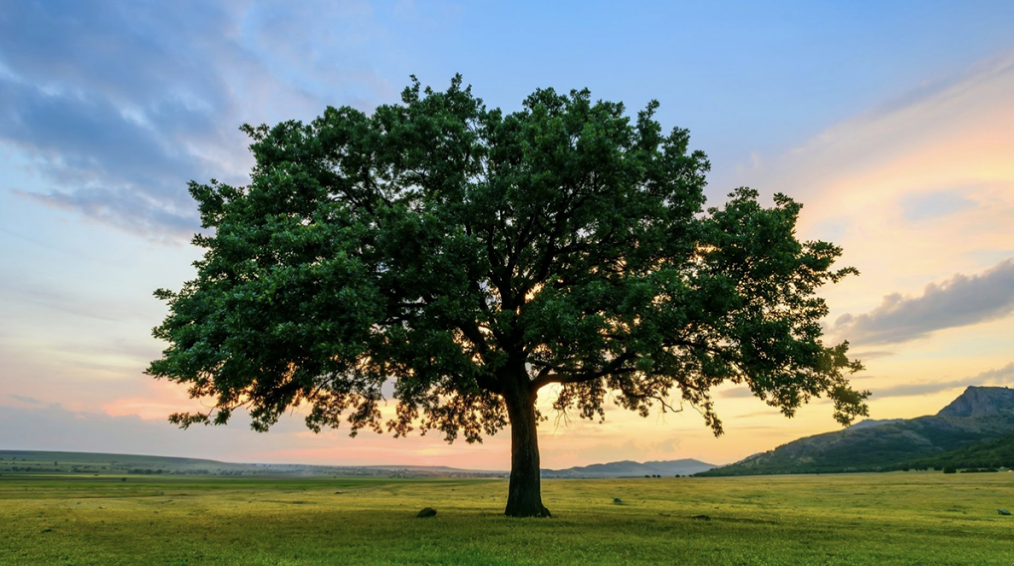 Assessment: Nearly 40% of the world’s trees face extinction