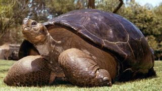 聖地牙哥動物園烏龜Speed享壽150歲