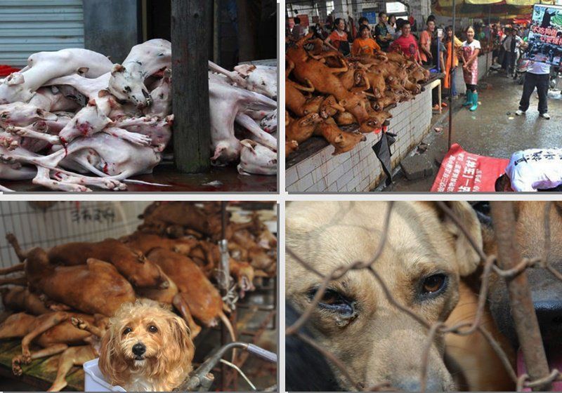廣西玉林"狗肉節"屠犬萬隻惹眾怒