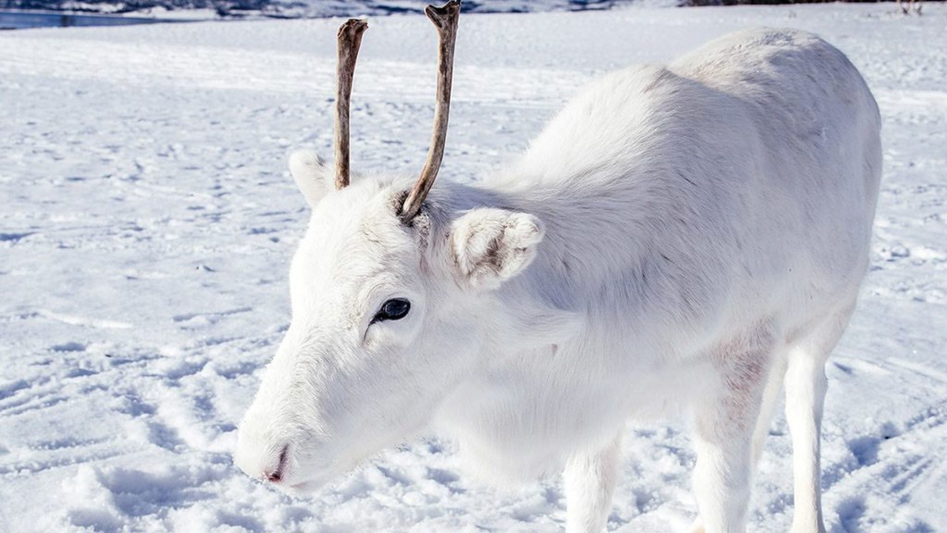 聖誕奇蹟：攝影師發現罕見白色馴鹿