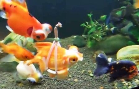 水中「輪椅」 讓殘疾金魚游起來（視頻）