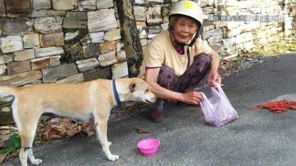 心疼流浪貓遭輾斃　「埔里活菩薩」張桂妹徒手清理埋葬