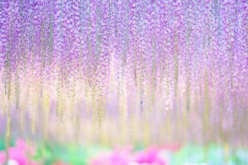 日本紫藤花开 壮美如紫色瀑布(组图)