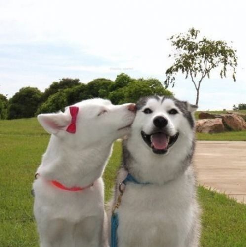 狗狗的友谊(组图)