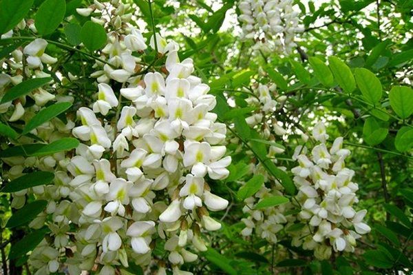 槐花饼（图）