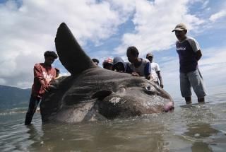 印尼漁民發現巨型翻車魚 重1.5噸長逾2米