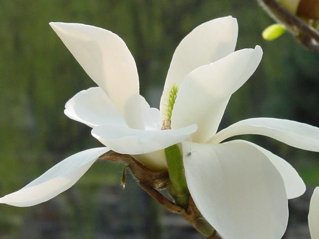 古诗词中的兰花（图）