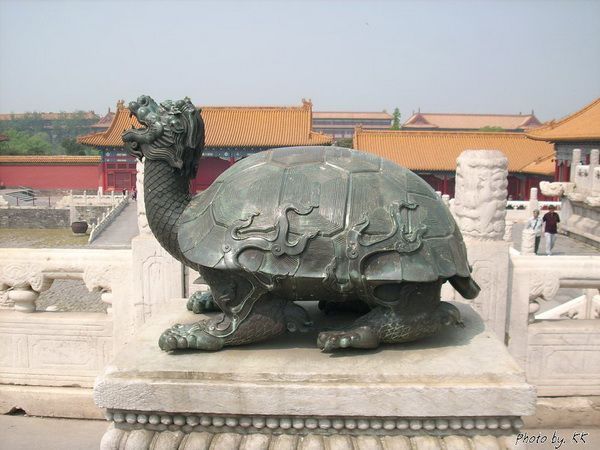 万年龟原来真不是骂人的 (图）