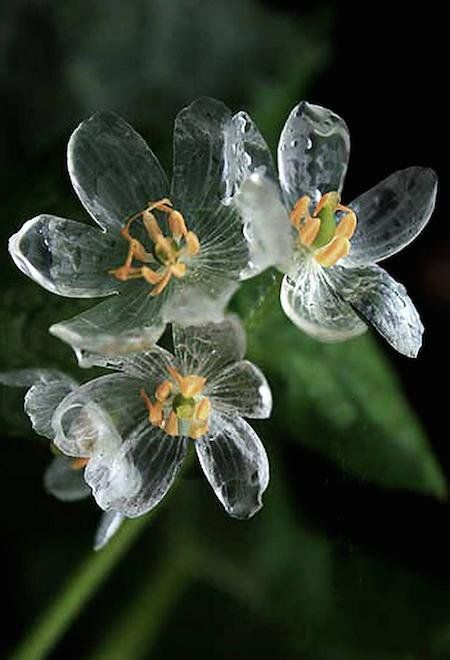 不可思議 神奇植物淋雨變透明