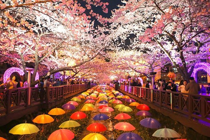 情迷镇海，艳遇花开如梦的绝美夜樱