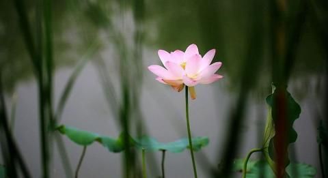 花中仙子（组图）