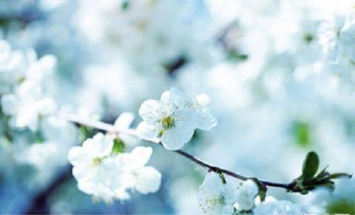 梨花吟(图)