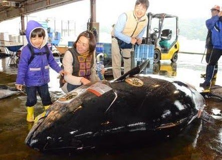 日本捕獲巨型藍鰭金槍魚 重822斤長2.6米