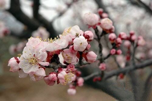 唐朝杜牧清明诗中的杏花(图)