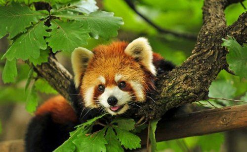 呆萌小猫熊(组图)