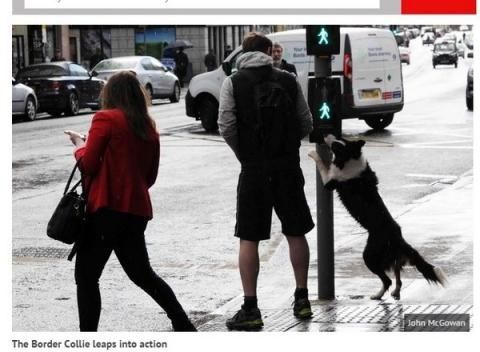牧羊犬过马路 懂按红绿灯（组图）