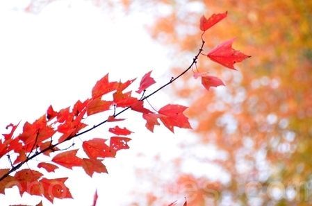 红叶题诗结良缘（图）