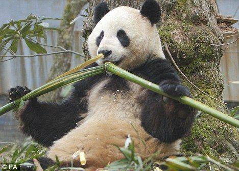 熊猫为何爱吃竹子？(图)