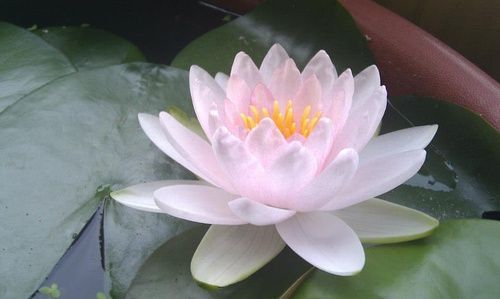 因为无私　所以坦荡 (图）