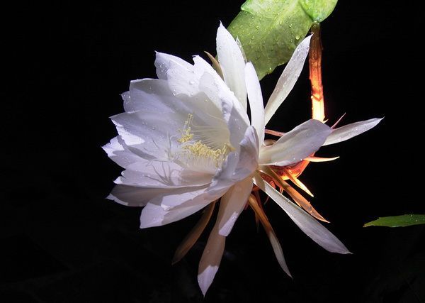 赏花 (图）