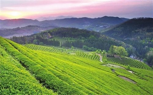 天山绿茶(图)