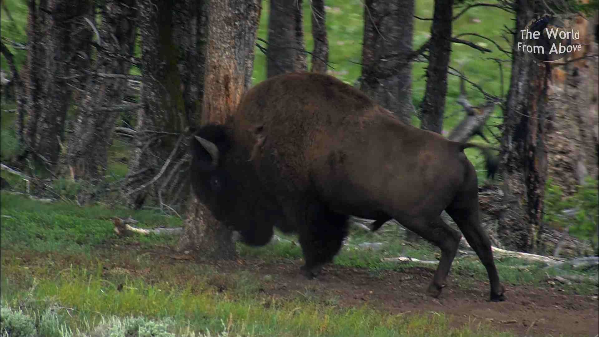 Yellowstone National Park