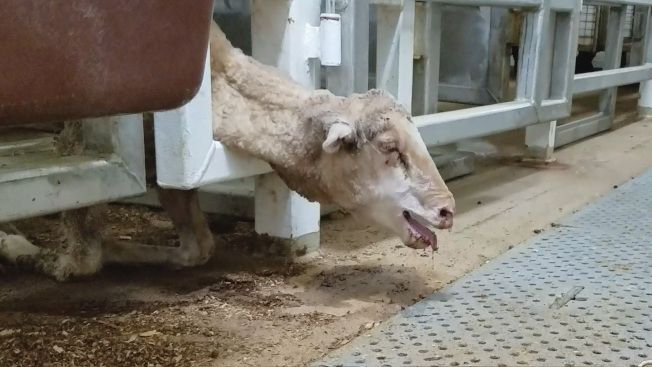 澳洲出口綿羊活活熱死 運輸船禁止離境