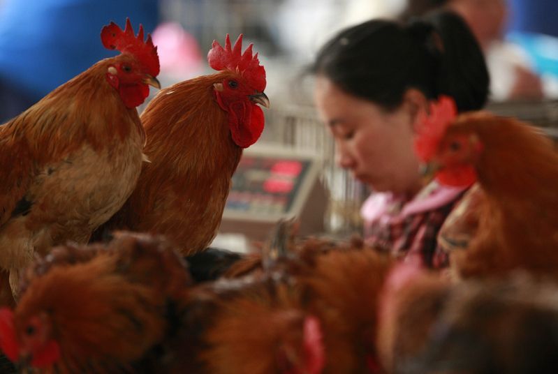 冬季來臨中國新增4例H7N9死亡病例 港台加緊預防