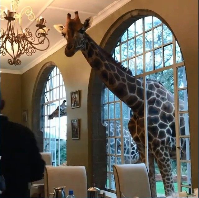 長頸鹿竟破窗進餐廳