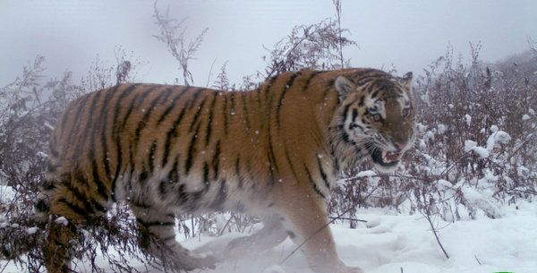 猛虎入侵 中俄關係受挑戰