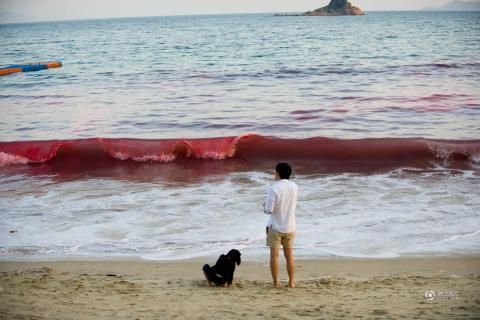深圳现大面积赤潮 海水变红(组图)