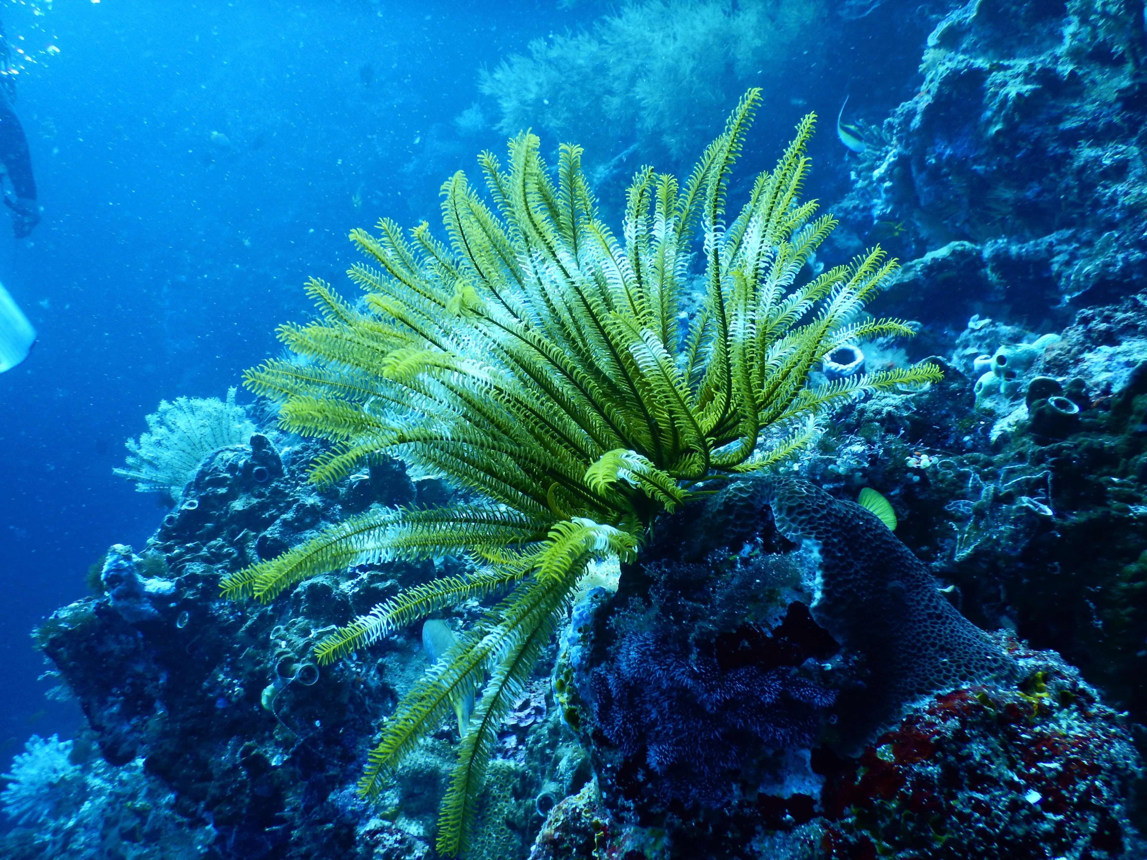 超薄碳酸鈣「遮陽膜」 保護澳洲大堡礁
