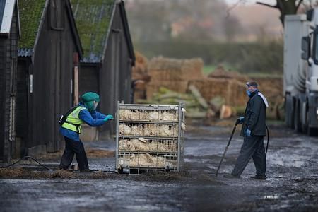 英国鸭寮染H5N8 禽流感可能传人（图）