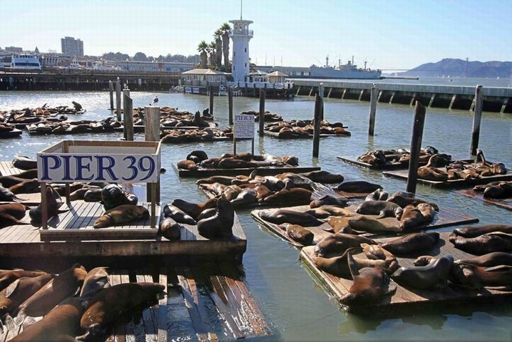 舊金山泳客遭海獅攻擊意外  一周3起