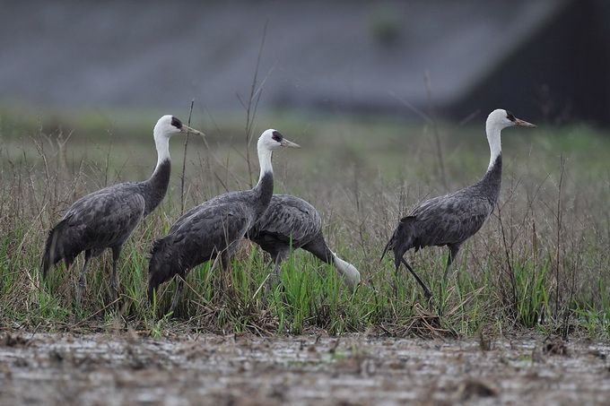北台湾喜见珍稀迷鸟白头鹤