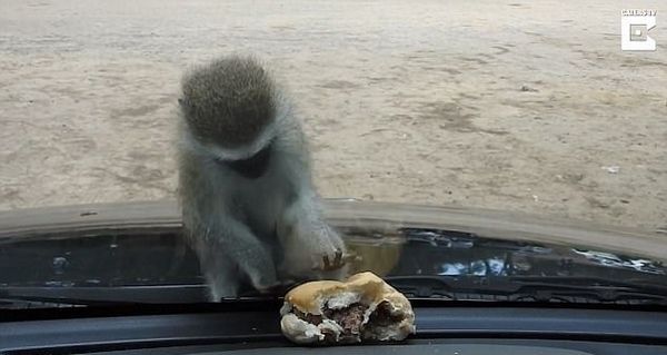 南非一小猴着急偷吃玻璃窗對面漢堡 畫面搞笑