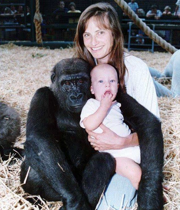 黑猩猩認出23年前一起玩耍女嬰 再次相見差點淚崩