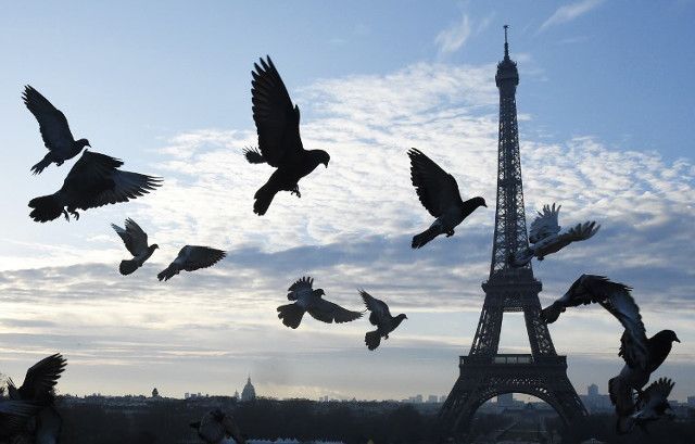 巴黎打算雇用五隻隼來趕跑鴿群