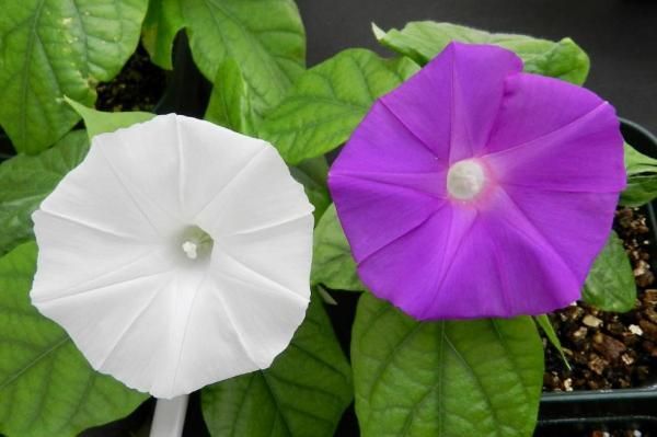 科學家利用基因編輯技術成功改變花的顏色