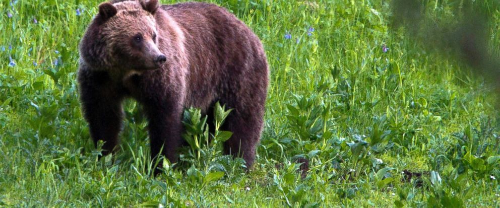 動物保護團體訴訟  要求恢復黃石公園周遭灰熊的保護