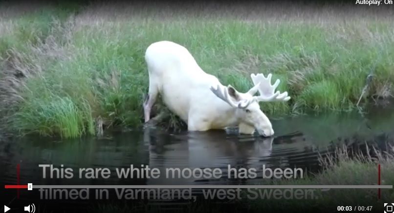 瑞典男子發現罕見的雪花麋鹿