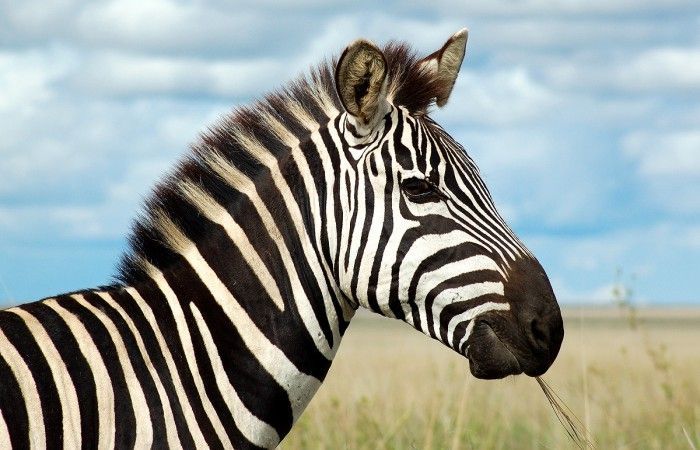 人們最喜愛的非洲動物  斑馬