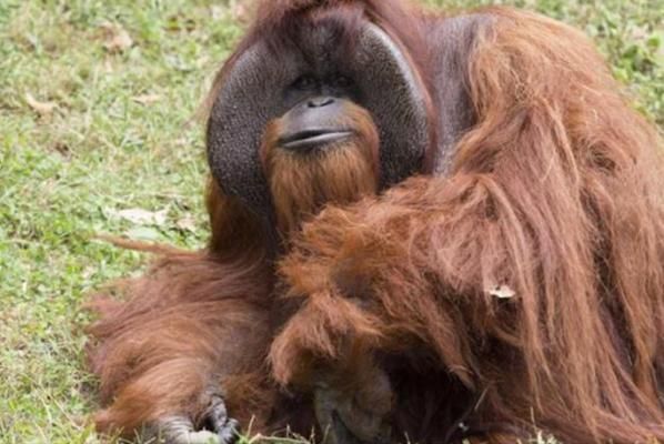 亞特蘭大動物園會手語的猩猩Chantek病逝  享年39歲