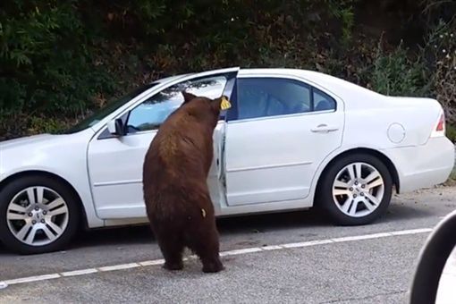 棕熊熱情打招呼 車主當場嚇傻了