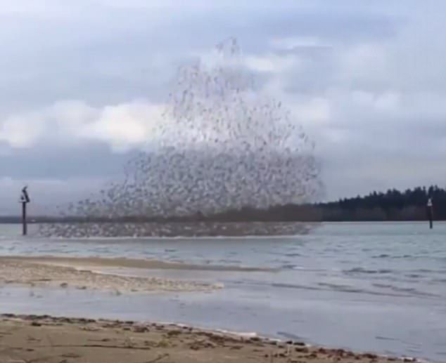 英海灘鳥兒結隊飛翔 似模仿海浪漲落