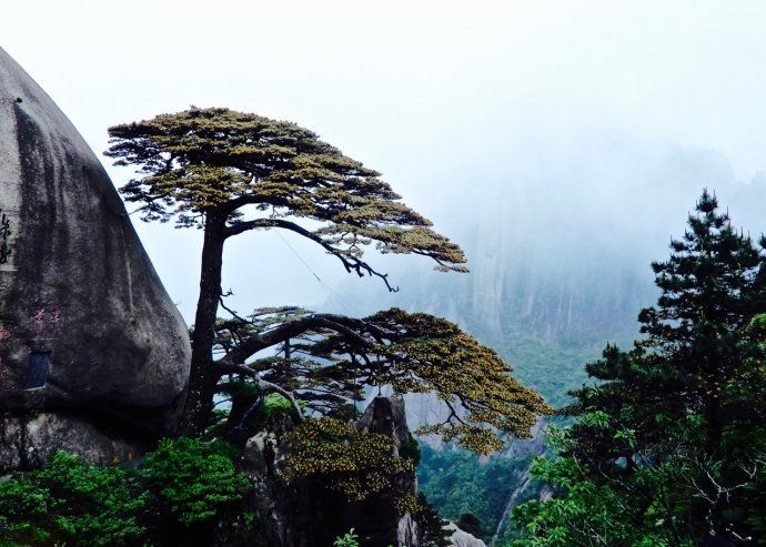 黃山松樹奇花美景