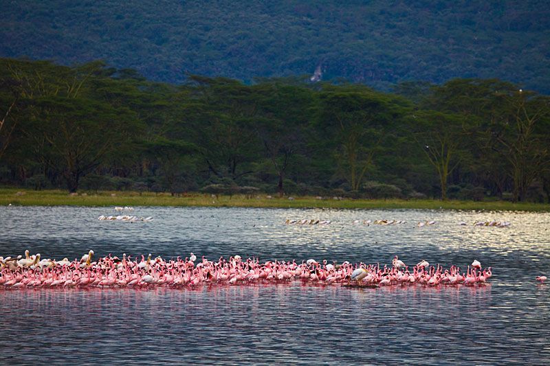 肯亞馬賽馬拉國家公園
